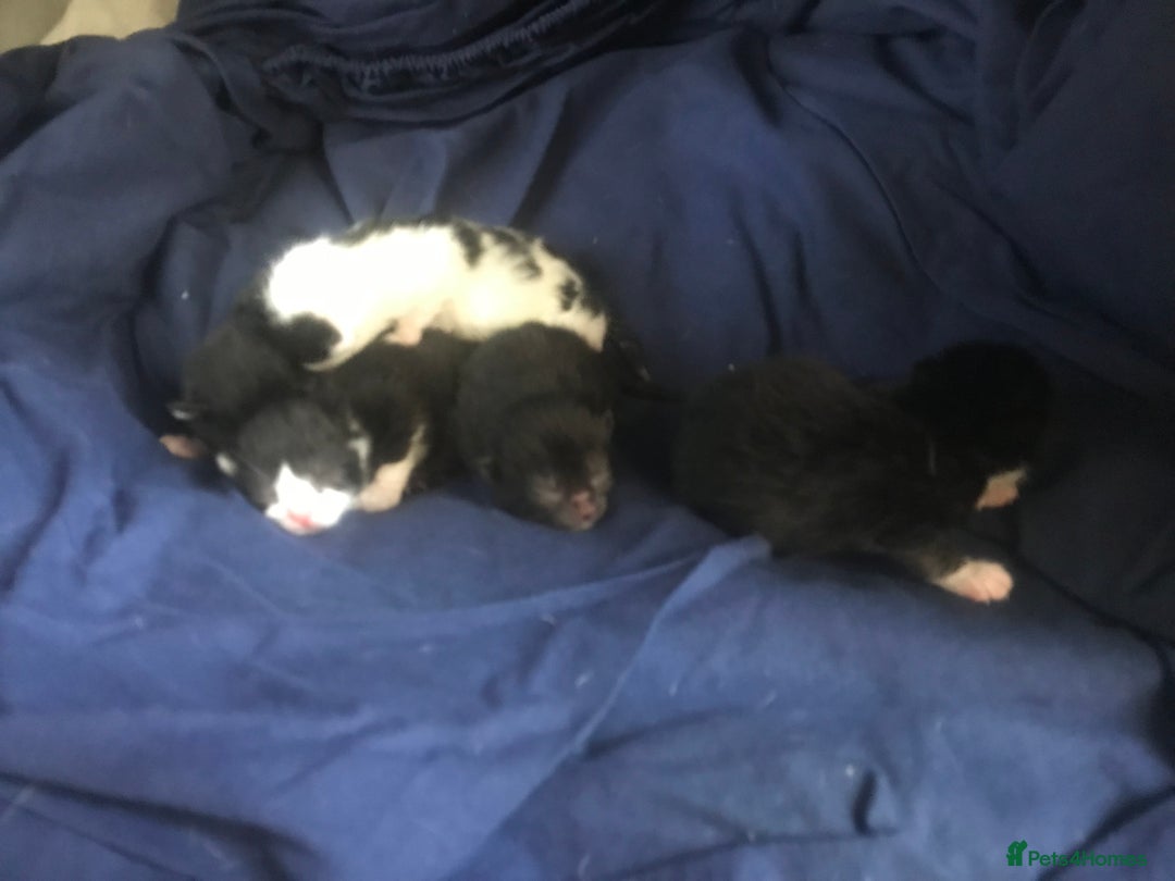 American Shorthair cats for sale: Divine Blessings in the shape of kittens - Image 7