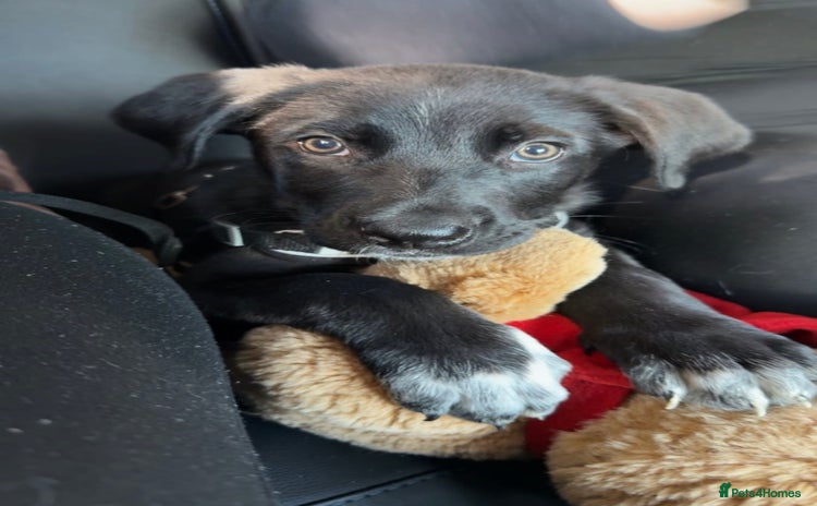 Mixed Breed dogs - Advert 1
