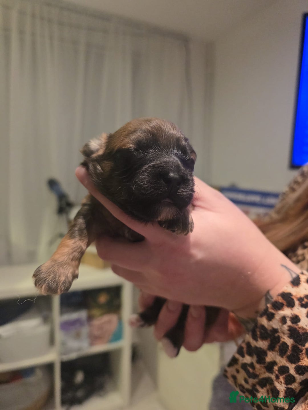 Mixed Breed dogs for sale: Pomshis - Advert 2