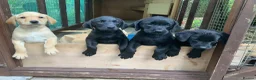 Labrador Retriever dogs for sale: 11 Labrador Puppies in Bridgnorth - Advert 3