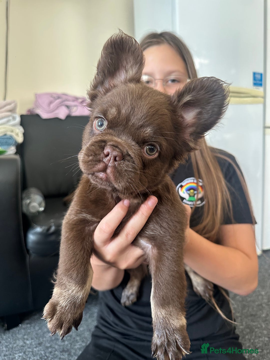 French Bulldog dogs for sale: Nice French puppies  - Image 1