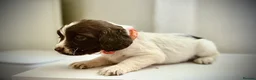 Sprocker dogs for sale: Beautiful Sprocker Spaniel Puppies for Sale!  in Sheffield - Advert 5