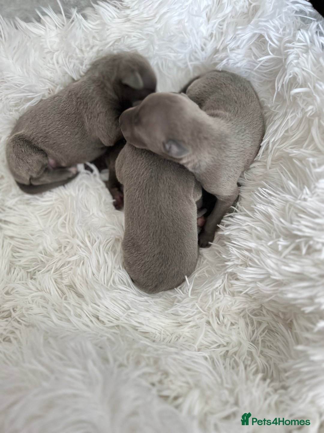 Italian Greyhound dogs for stud: Romeo italian greyhound Russian Import for stud  in Liverpool - Advert 26