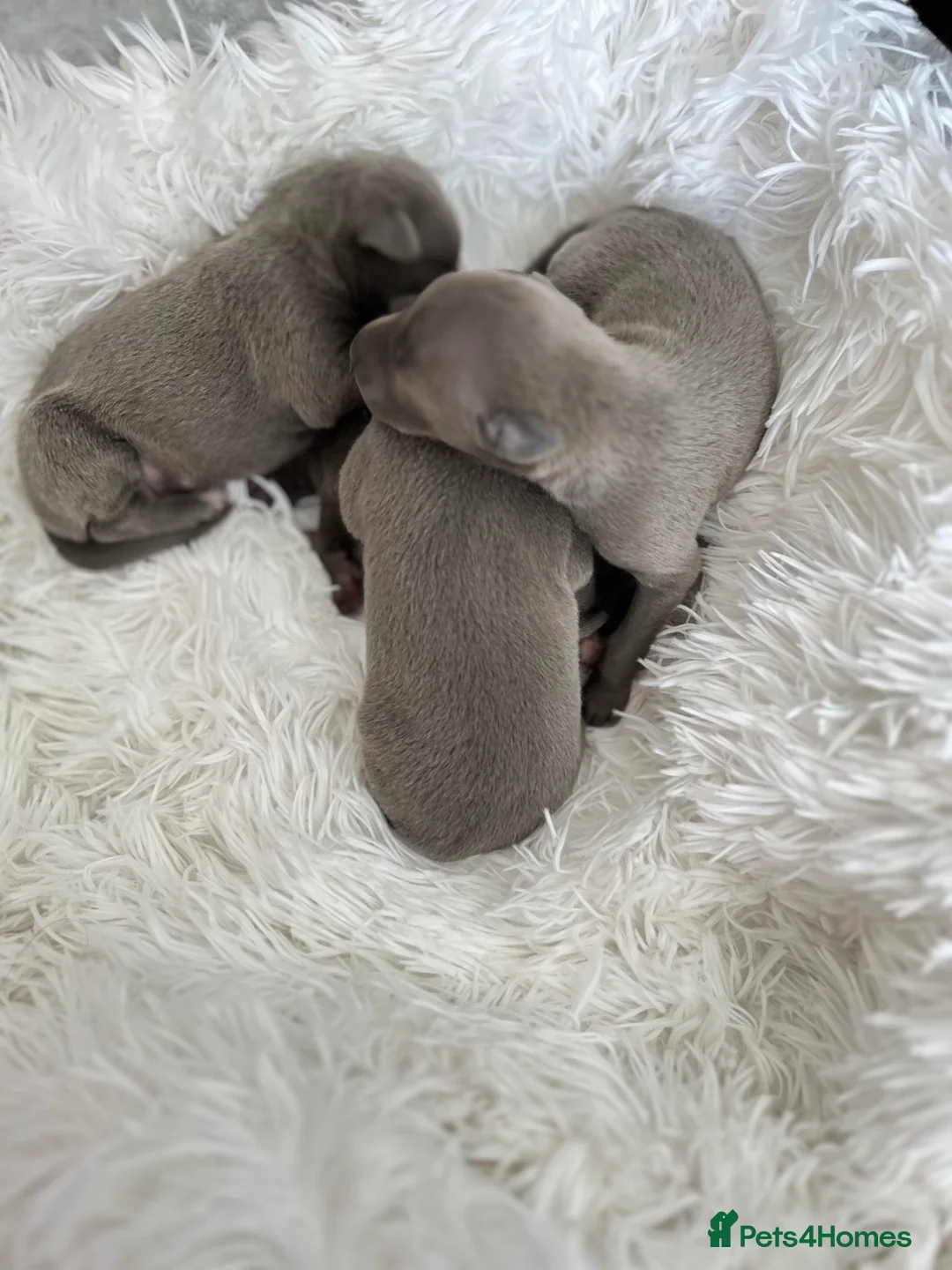 Italian Greyhound dogs for stud: Romeo italian greyhound Russian Import for stud  in Liverpool - Advert 26