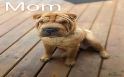 Shar Pei dogs for sale: ONLY 2 LEFT! Beautiful Champion Shar Pei Puppies!  - Image 6