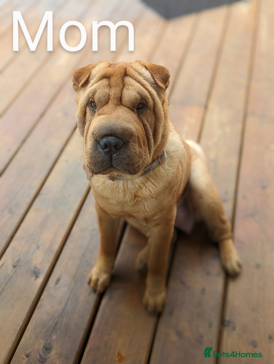 Shar Pei dogs for sale: ONLY 2 LEFT! Beautiful Champion Shar Pei Puppies!  - Image 6