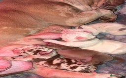 American Bulldog dogs for sale: Pocket bully’s  - Advert 6