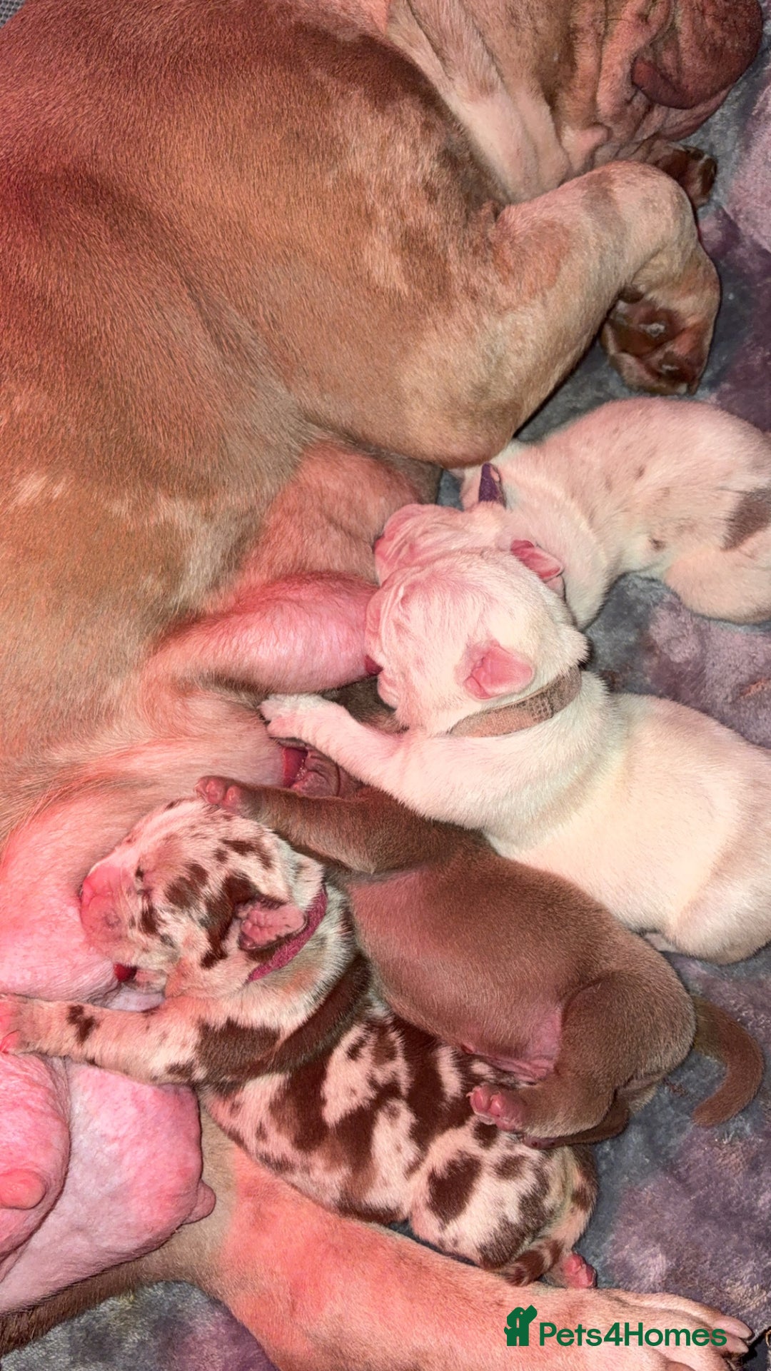 American Bulldog dogs for sale: Pocket bully’s  - Advert 6