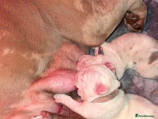 American Bulldog dogs Pocket bully’s - Advert 1