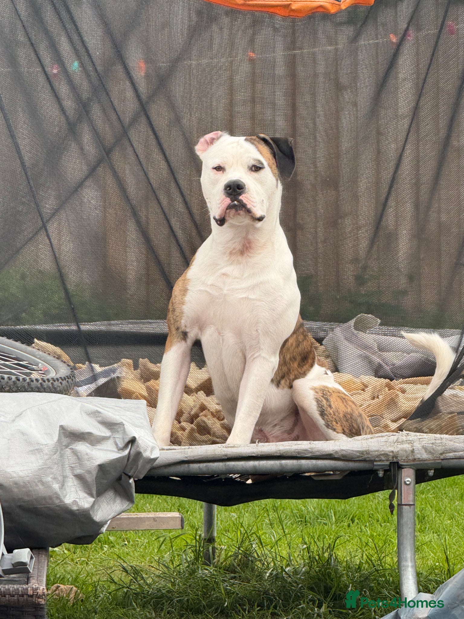 Mixed Breed dogs American bulldog x English bull terrier  - Advert 6