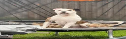 Mixed Breed dogs for sale: American bulldog x English bull terrier  - Advert 1