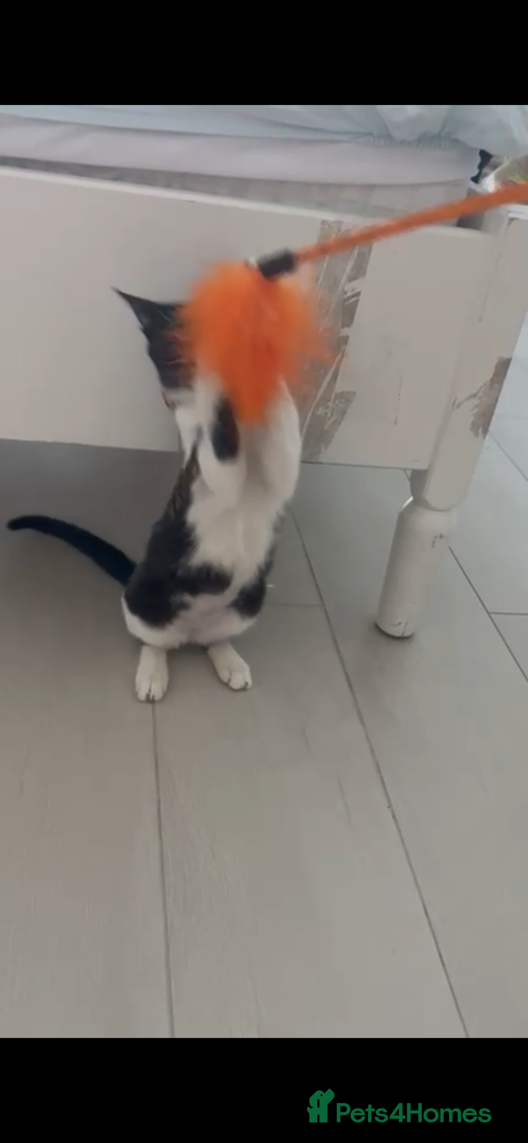 Mixed Breed cats for adoption: DAISY GIRL  CUTE AS A BUTTON KITTEN NEEDS her HOME - Advert 4