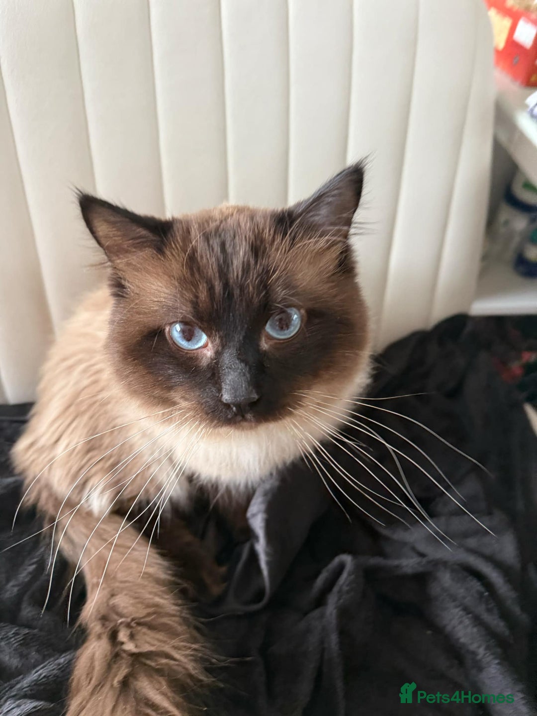 Ragdoll cats for sale: Ragdoll  - Image 4