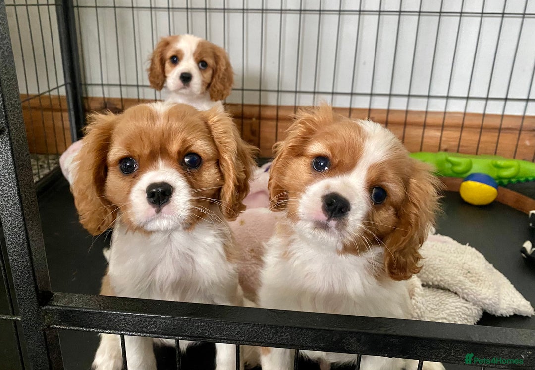 Cavalier King Charles Spaniel dogs for sale: Gorgeous Cavalier King Charles Spaniel Puppies - Image 4