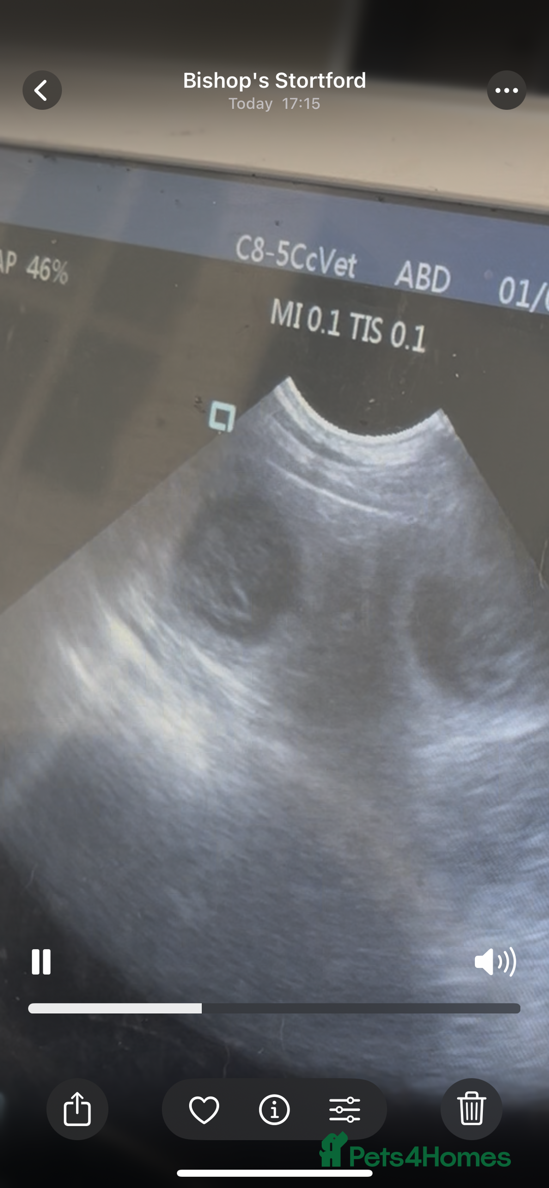 French Bulldog dogs for sale: London’s French Bulldog Puppies 🏴󠁧󠁢󠁥󠁮󠁧󠁿 - Advert 8