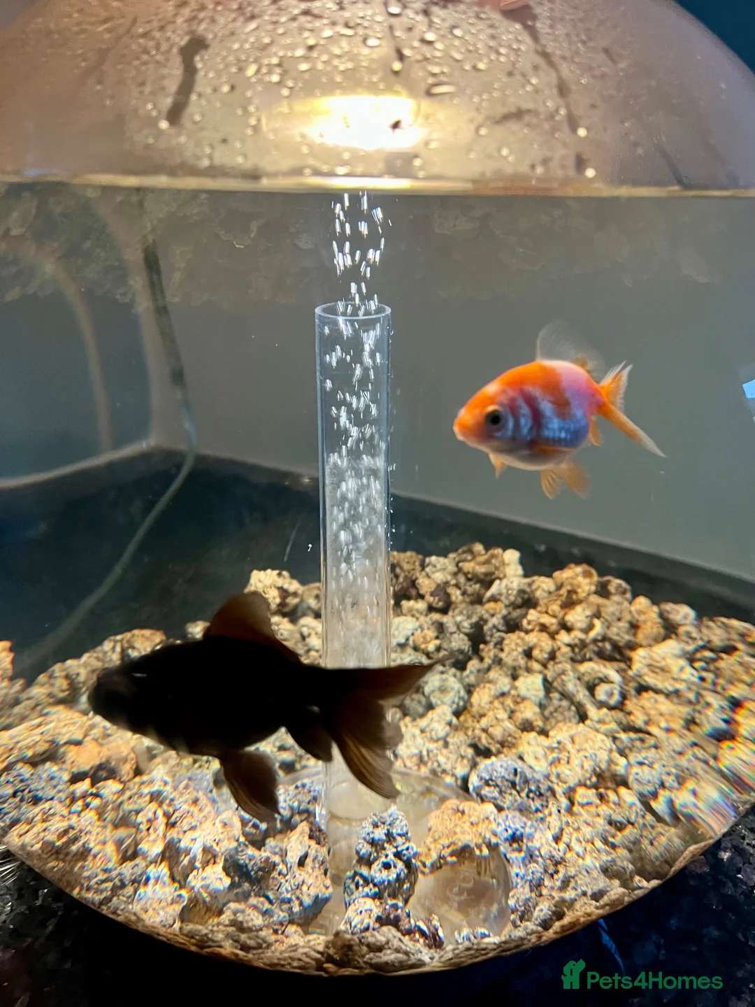 Goldfish fish for sale: Goldfish (Black Moor and Fancy Orange)  in Loughborough - Advert 2