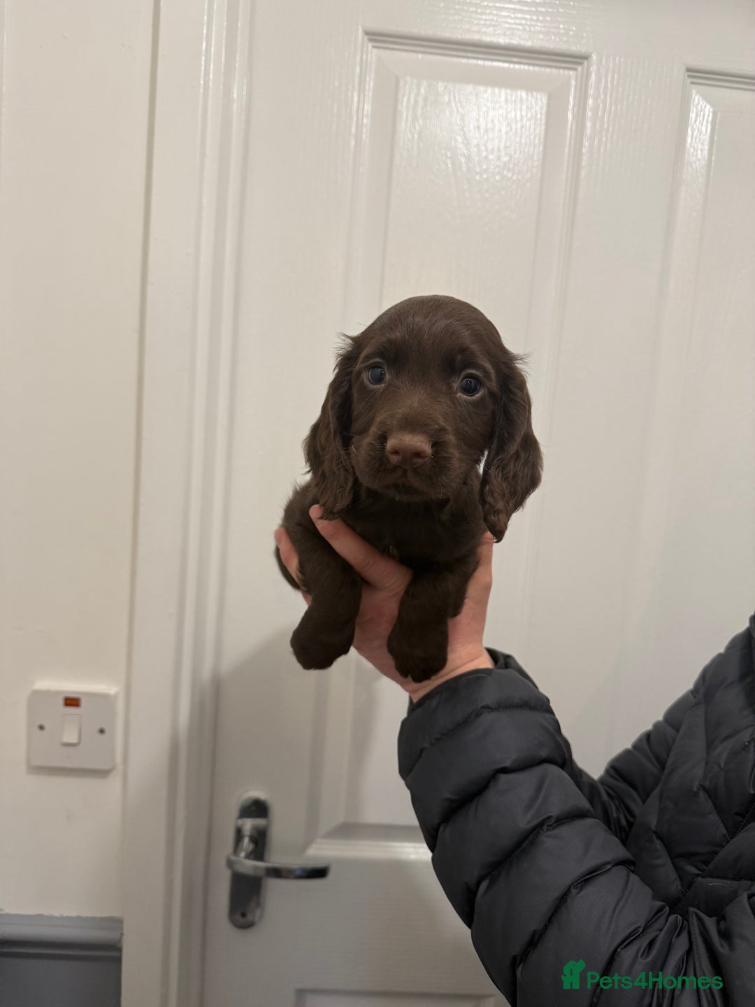 Cocker Spaniel dogs for sale: PEDIGREE WORKING COCKER SPANIEL PUPPIES  - Advert 6