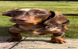 Miniature Dachshund dogs for stud: RODNEY  - Image 3