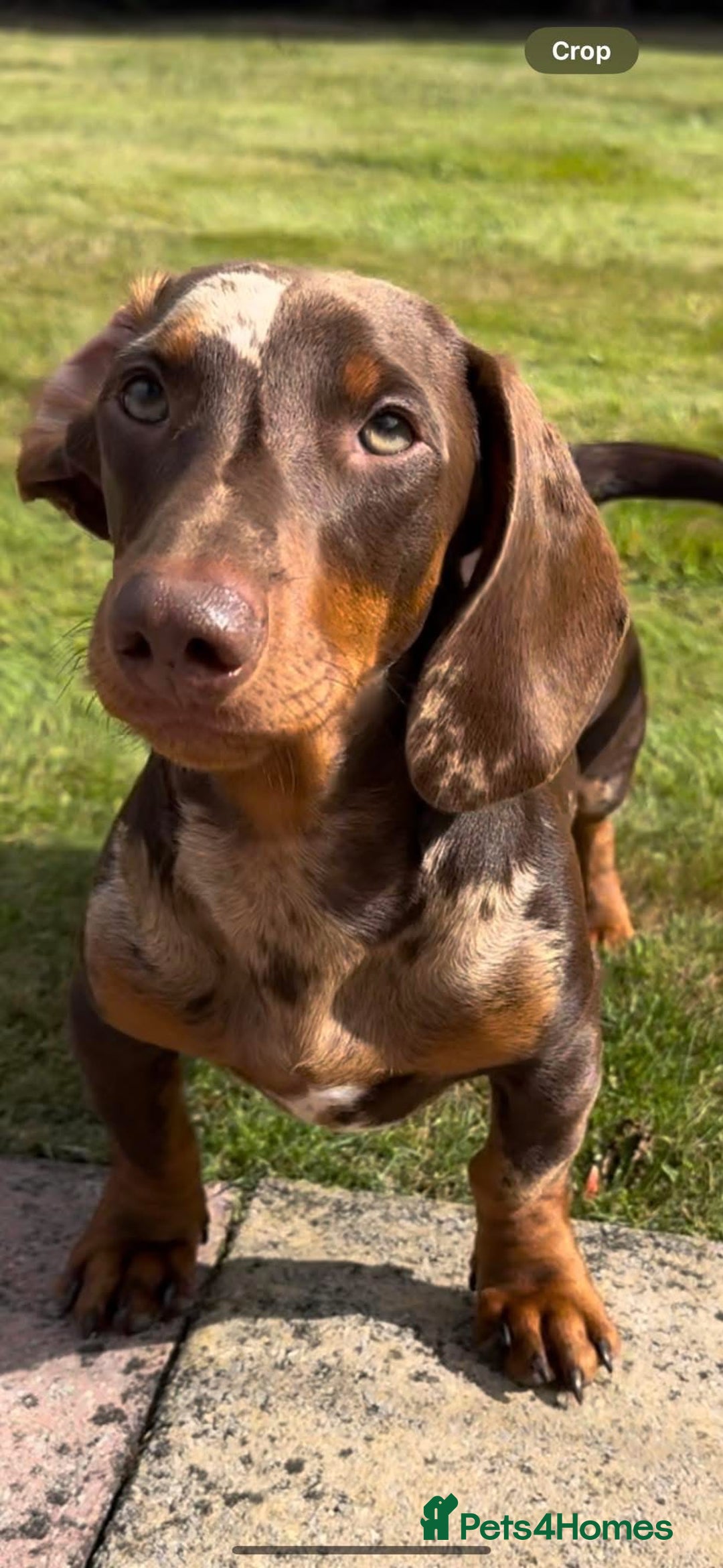 Miniature Dachshund dogs for stud: RODNEY  - Image 3