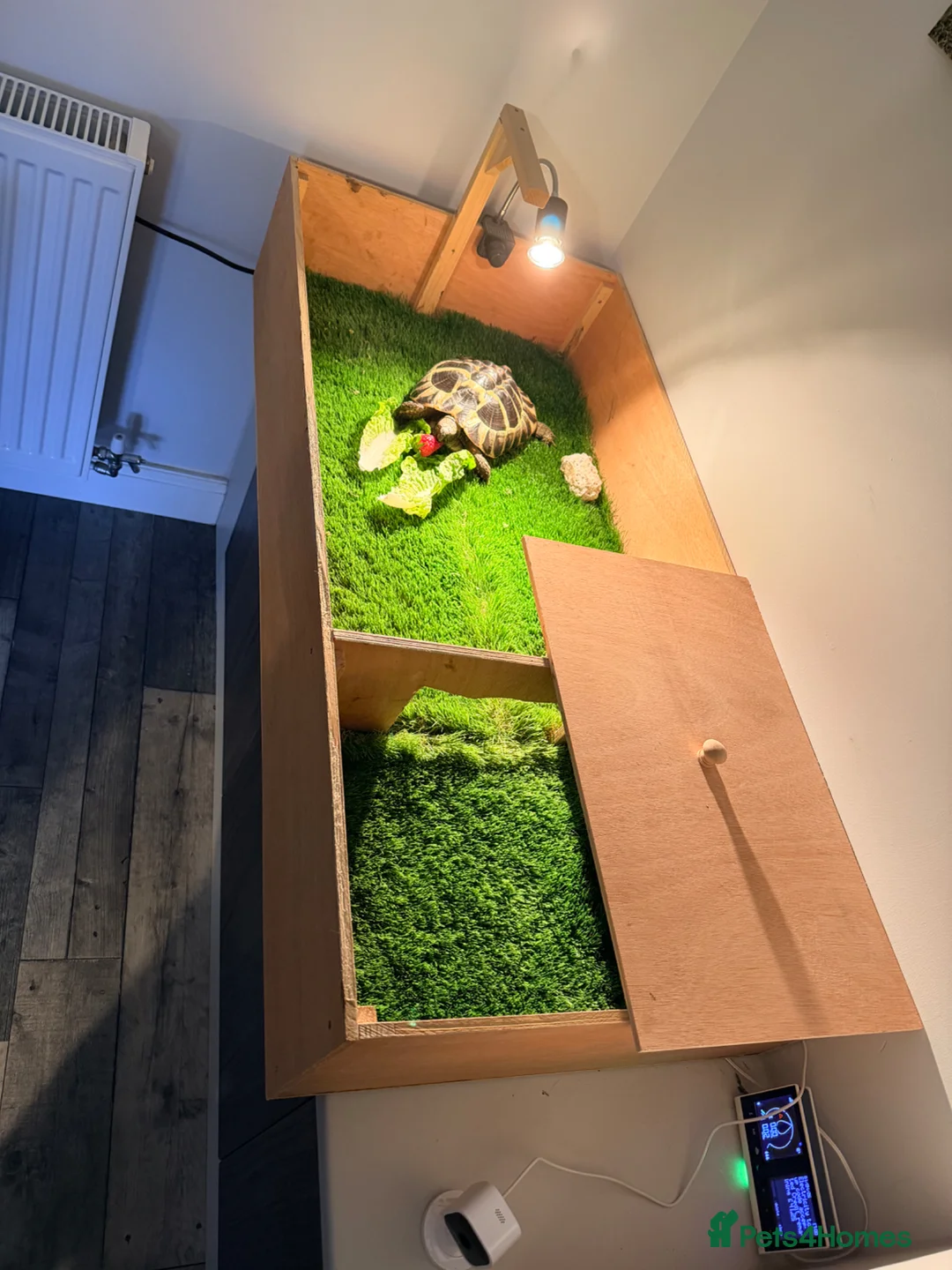 Tortoise reptiles for sale: Terry the tortoise 🐢  - Advert 4