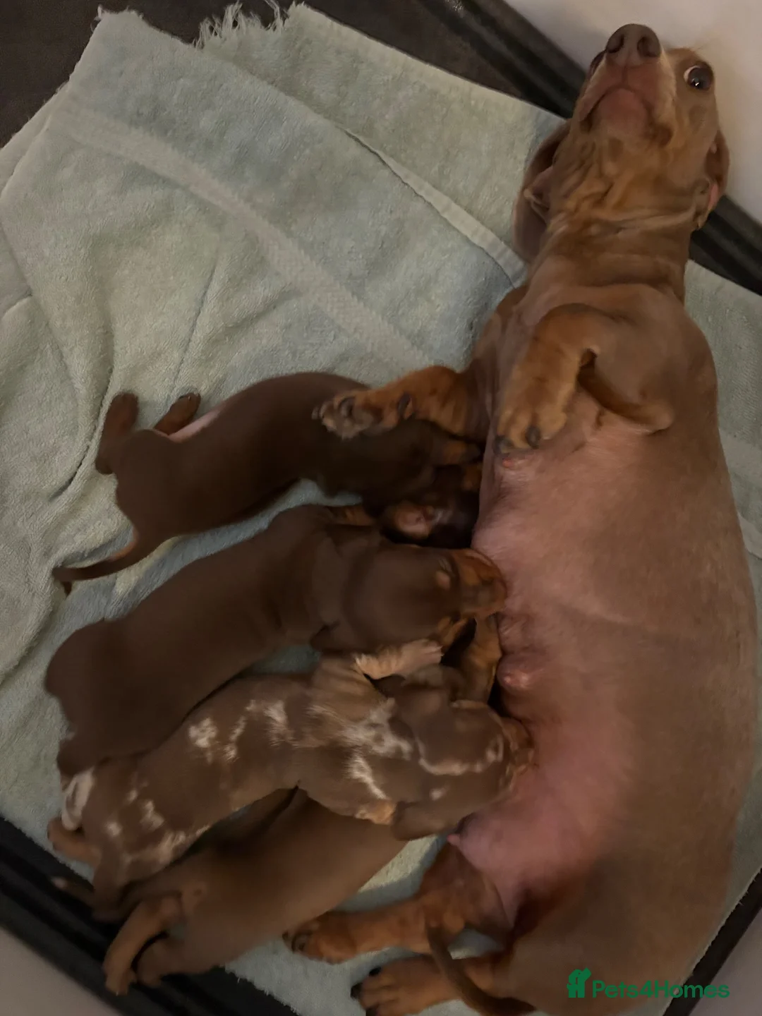 Miniature Dachshund dogs for sale: 🤩4 stunning miniature dachshund 🤩 - Advert 10