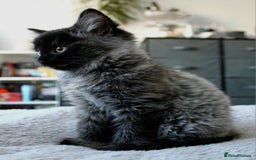 Norwegian Forest Cat cats for sale: Smoke Tortie Female, Possible Norwegian Forest - Advert 7