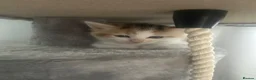 Mixed Breed cats for sale: Playful kittens for sale - Advert 18
