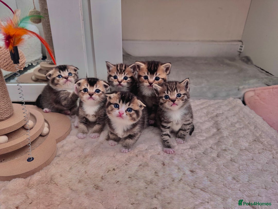 Scottish Fold cats for sale: Scottish fold X Scottish straight  - Advert 1