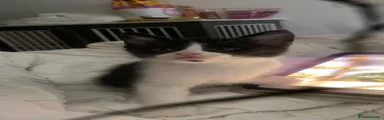 Mixed Breed Kitten 1 (comet)