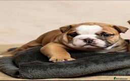 English Bulldog dogs for sale: Beautiful British Bulldog’s  - Image 17