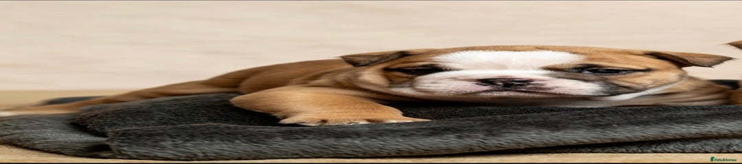 English Bulldog Puppy 1