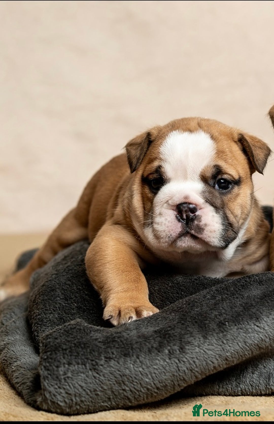 English Bulldog dogs for sale: Beautiful British Bulldog’s  - Image 17