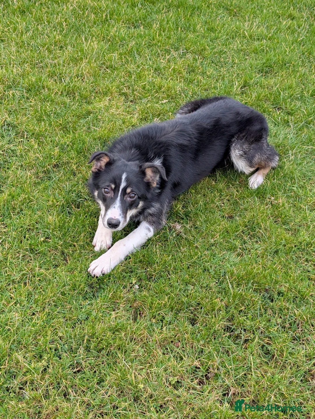 Border Collie dogs for sale: Border Collie for sale  - Advert 3