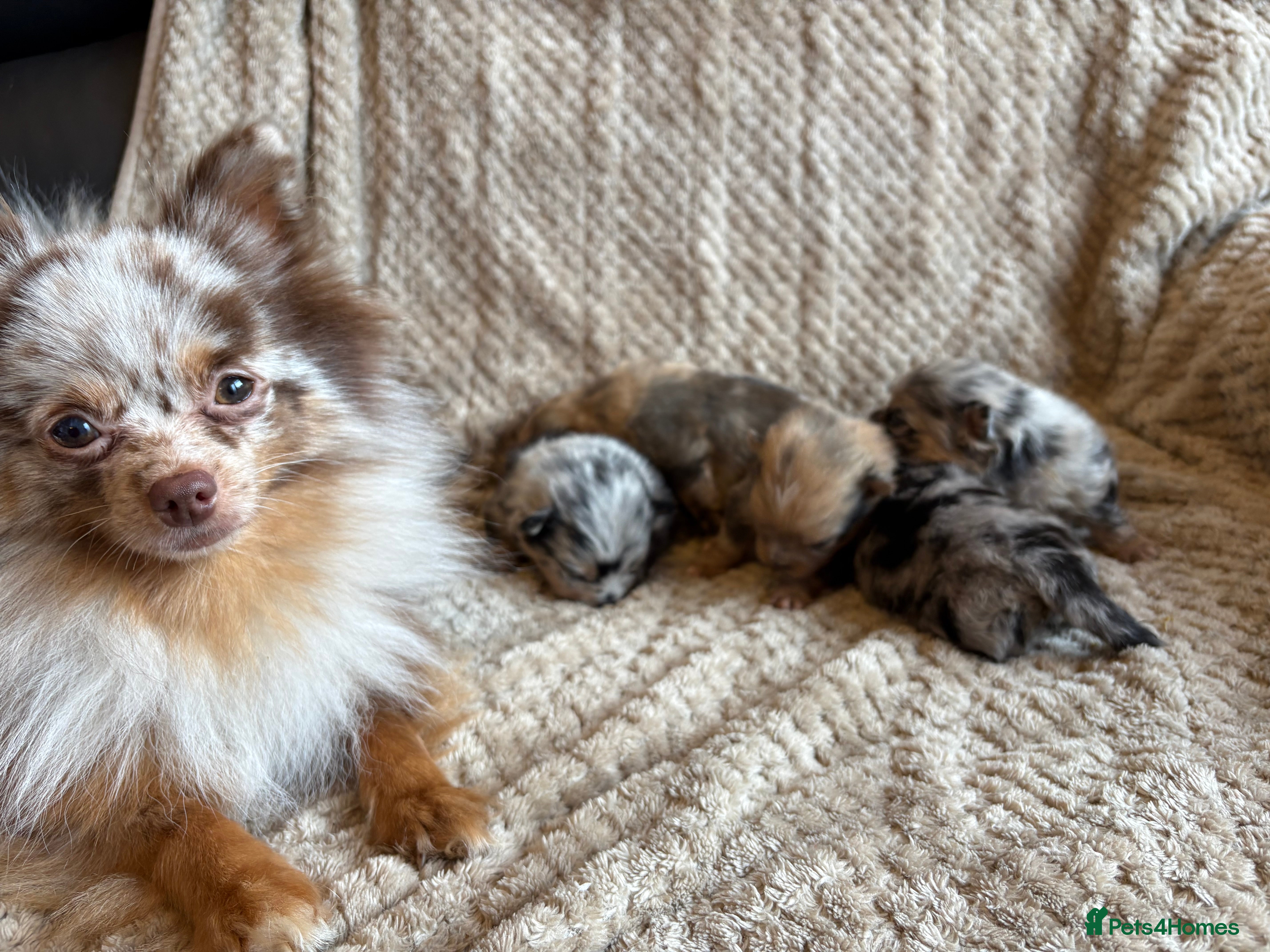 Pomeranian dogs Pomeranian puppies - Advert 1