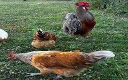 Chickens poultry for sale: Purebred Vorwerk chicks and chickens for sale - Image 8