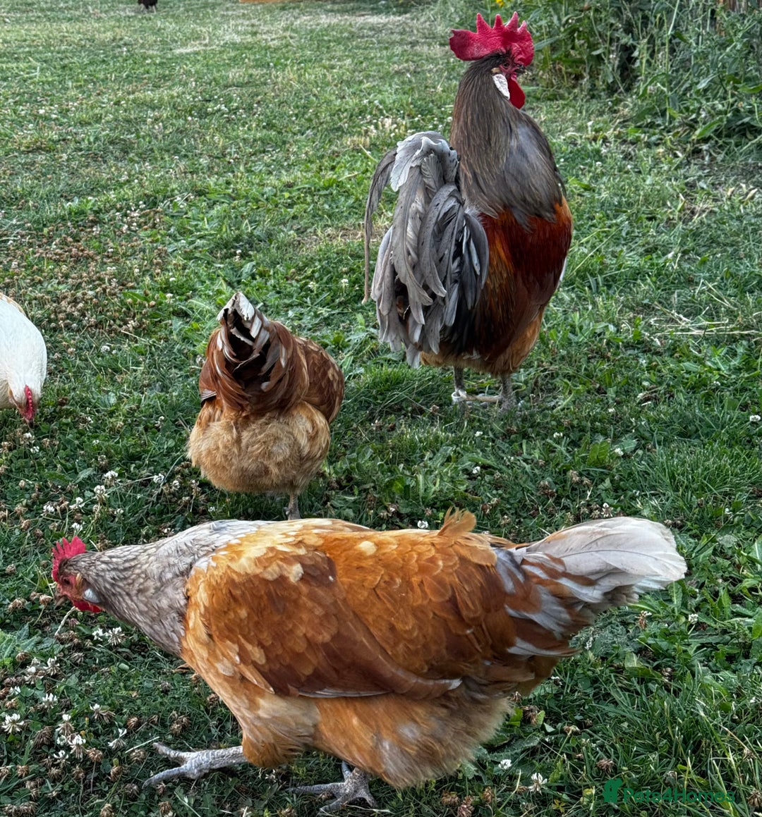 Chickens poultry for sale: Purebred Vorwerk chicks and chickens for sale - Image 8