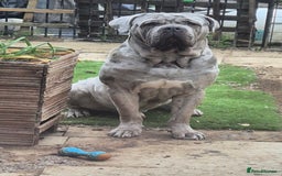 Cane Corso dogs for stud: Beautiful Neapolitan xcorso mastiff boy for stud in Norwich - Image 3
