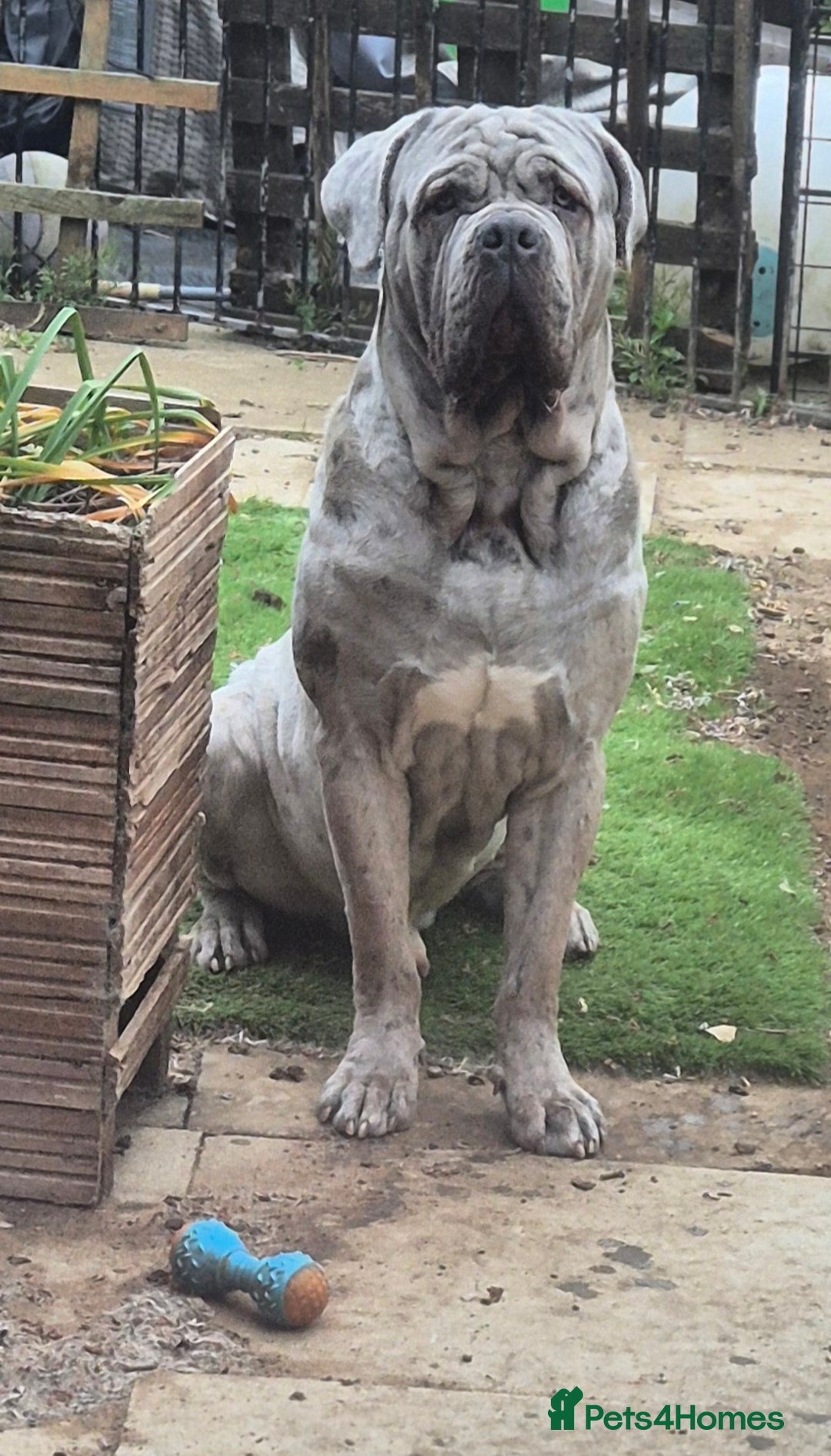 Cane Corso dogs for stud: Beautiful Neapolitan xcorso mastiff boy for stud in Norwich - Image 3
