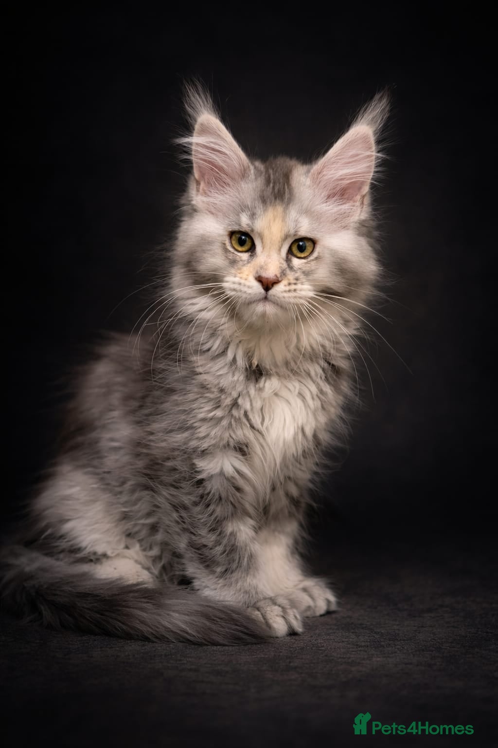 Maine Coon cats Championline maine coon kittens - Advert 18