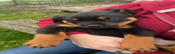 Rottweiler dogs for sale: 8 Rottweiler Pups (ONLY 2 LEFT) - Advert 16