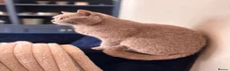 British Shorthair cats for sale: Champion lines🏆 Pedigree British Shorthairs - Advert 16