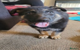 German Shepherd dogs for sale: Kenobi - 6 month old Male German Shepherd - Image 16