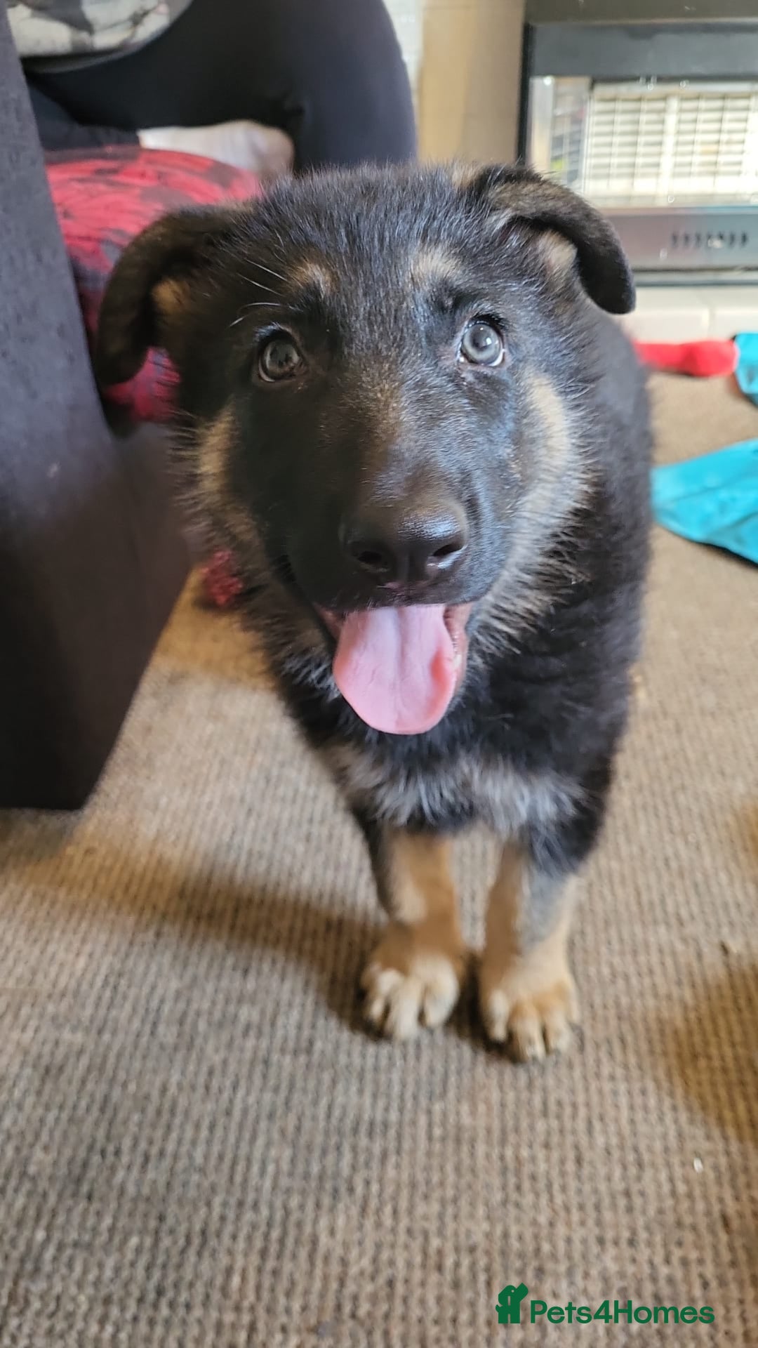 German Shepherd dogs for sale: Kenobi - 6 month old Male German Shepherd - Image 16