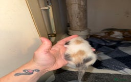 Mixed Breed cats for sale: 4 kitty’s looking for forever homes!  - Image 3