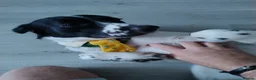 English Springer Spaniel dogs for sale: Cooper Male English Springer Spaniel Black &White - Advert 3