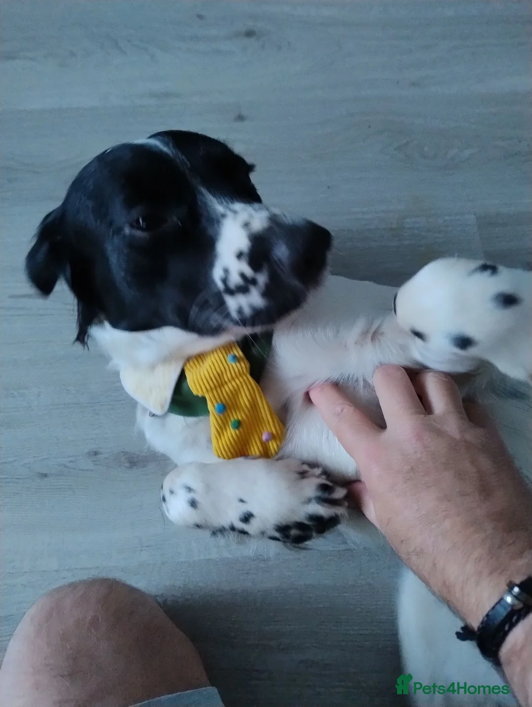 English Springer Spaniel dogs for sale: Cooper Male English Springer Spaniel Black &White - Advert 3