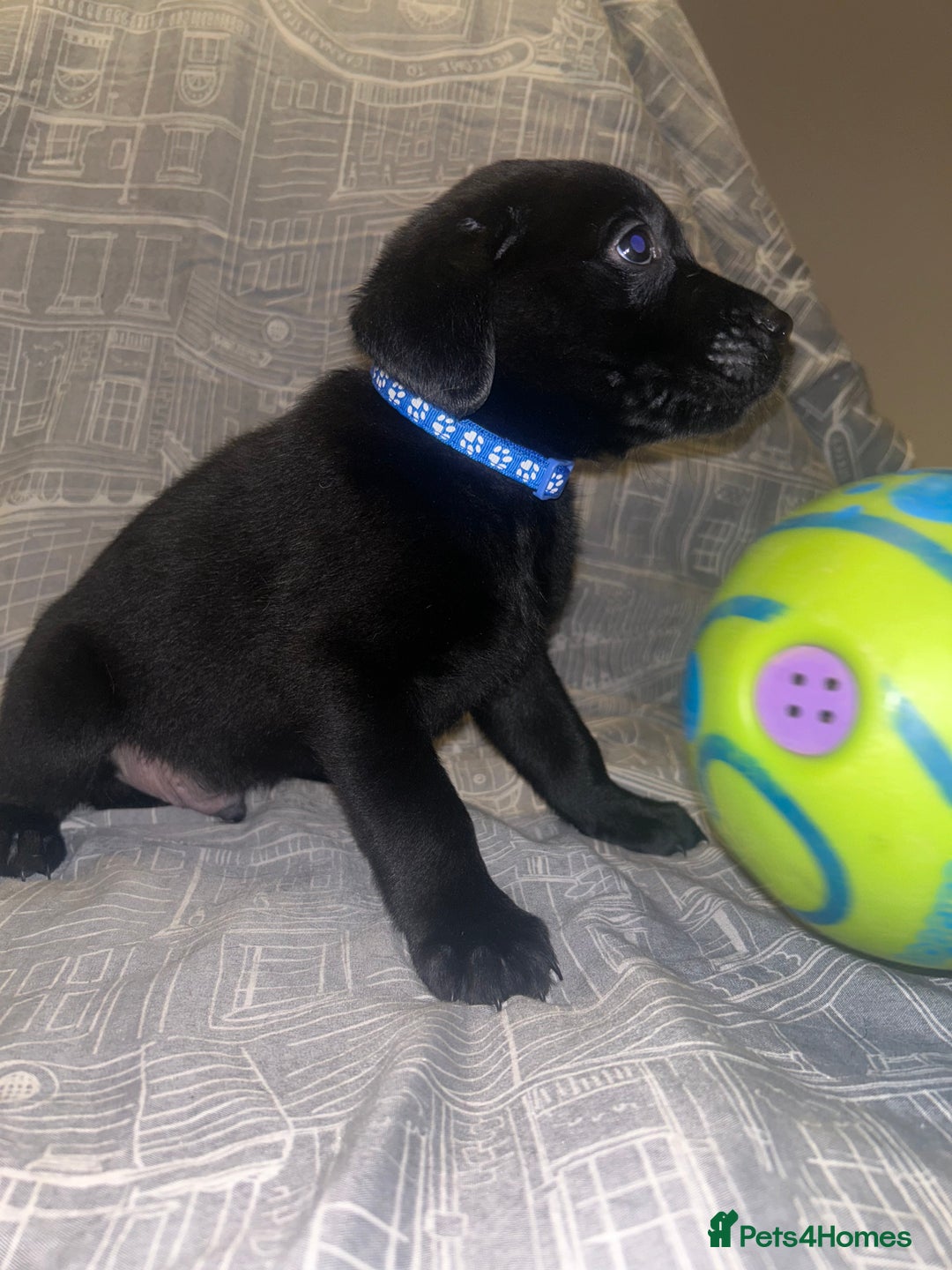 Labrador Retriever dogs for sale: 8 Labrador puppies for sale 🤍 - Advert 13