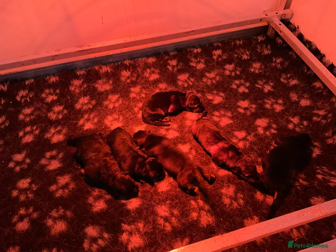 German Shepherd dogs for sale: Quality litter GSD @icepack kennels  - Advert 5