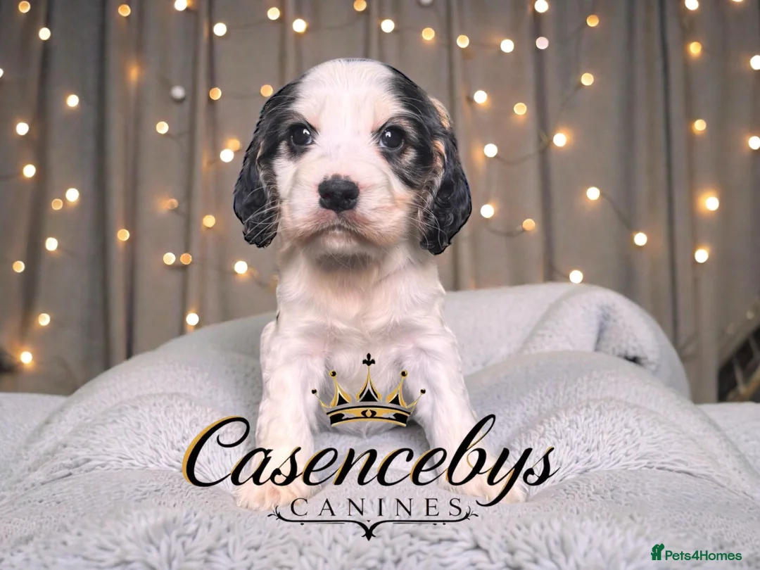 Cocker Spaniel dogs for sale: ❤️THE MOST INCREDIBLE DNA CLEAR SHOW SPANIELS❤️ - Advert 9