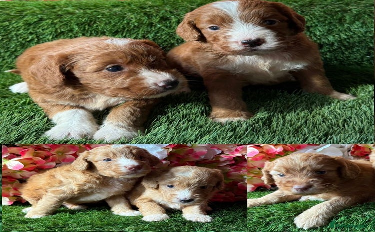 Cockapoo dogs - Advert 2